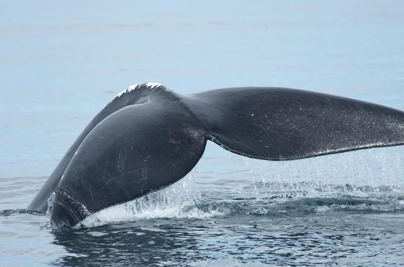 Cabot Trail Guaranteed Whale Adventures