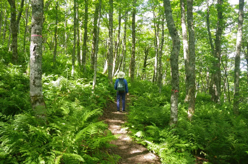 Rogart Mountain Trail