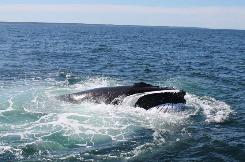 Freeport Whale & Seabird Tours