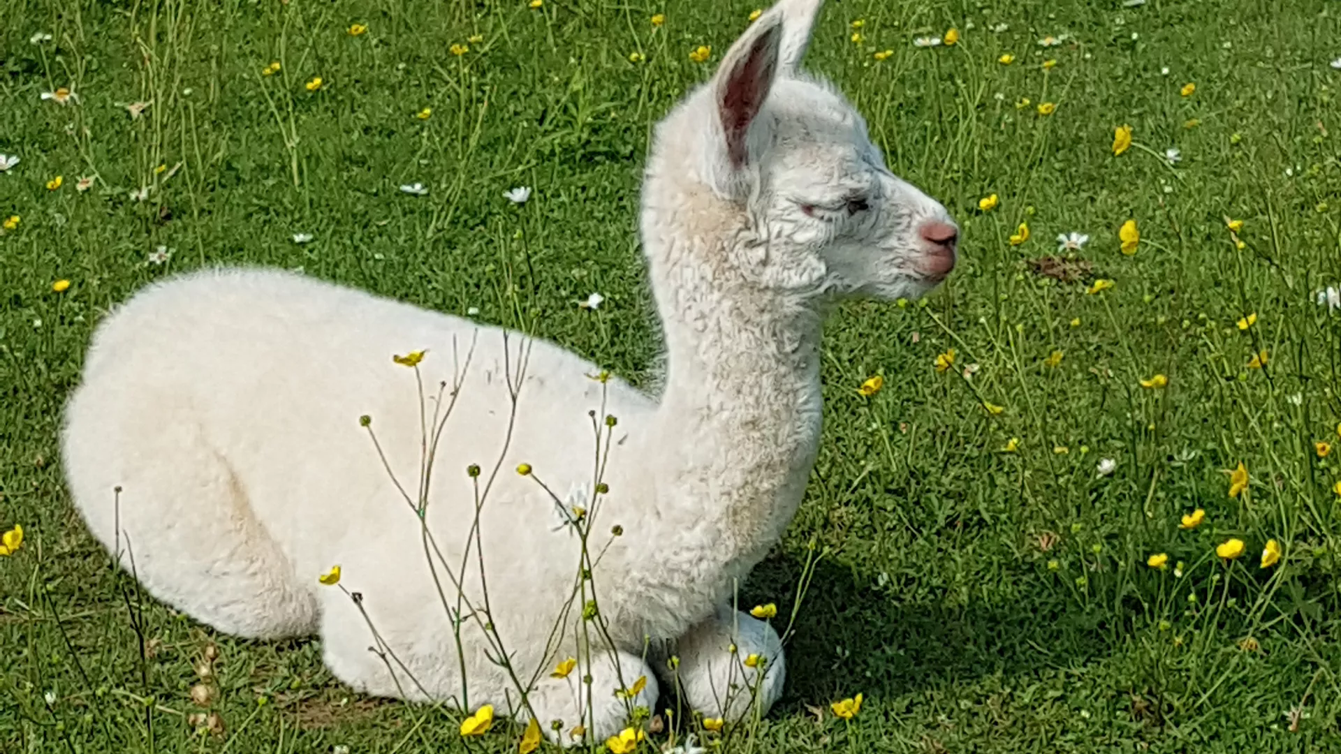 The Opulent Alpaca