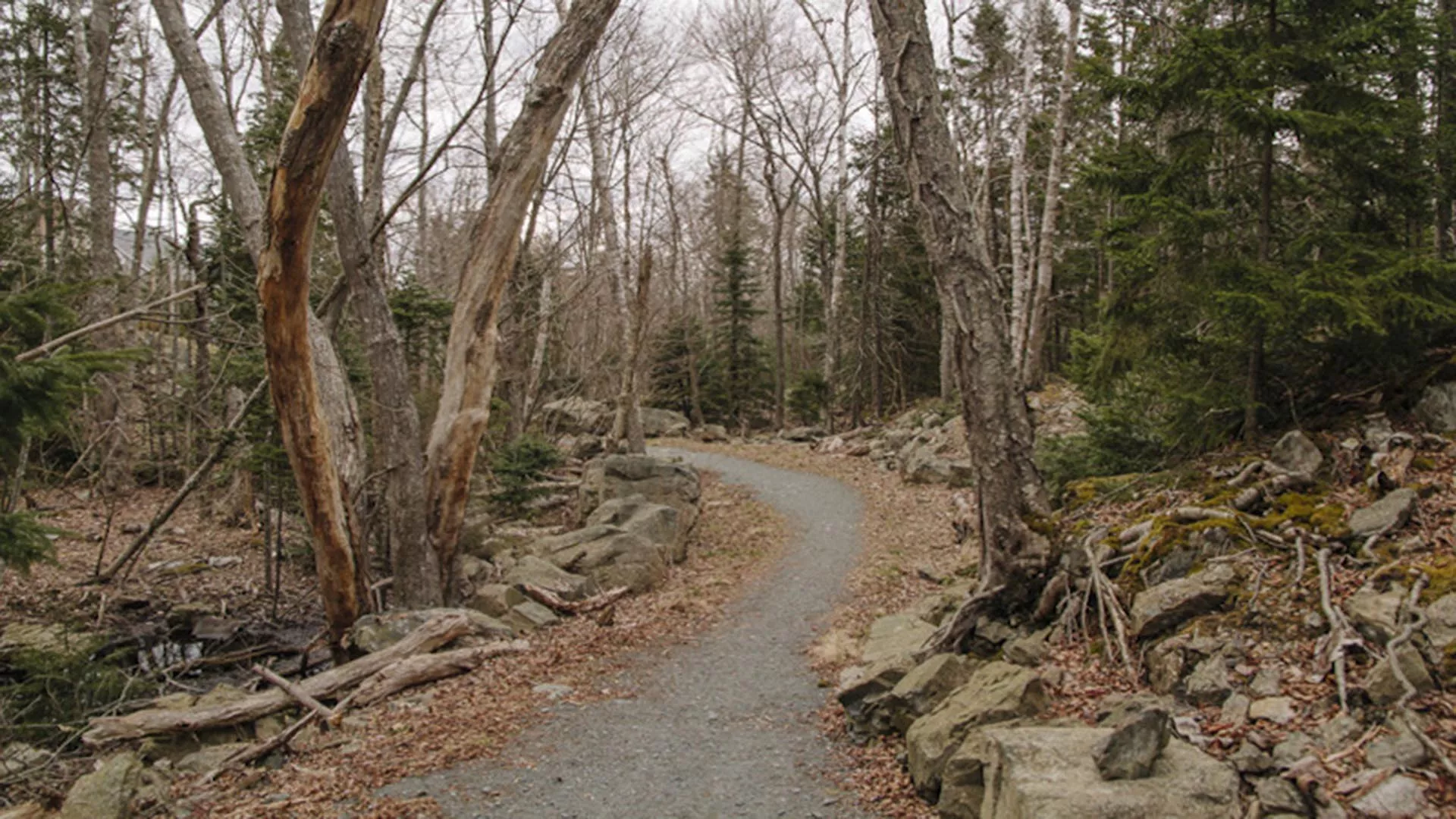 Cabin Lake Trail