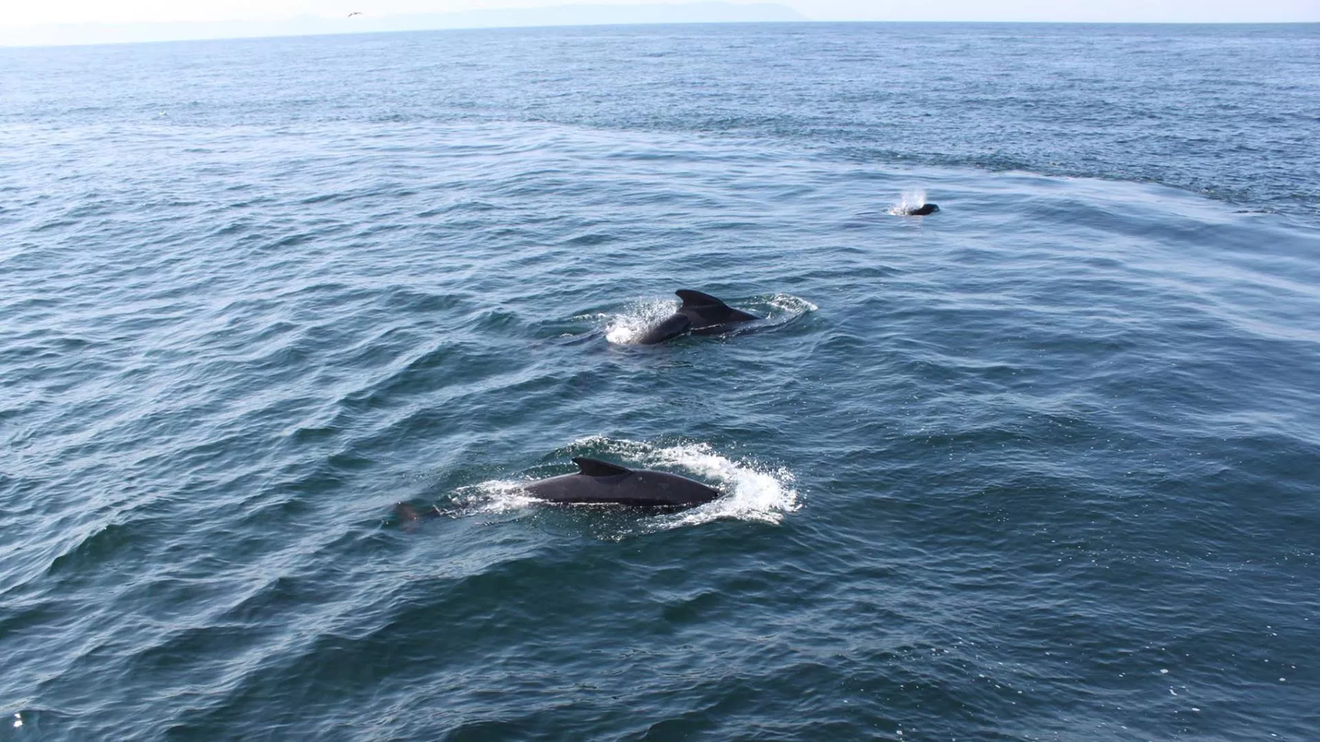 Ingonish Whalewatching Tours