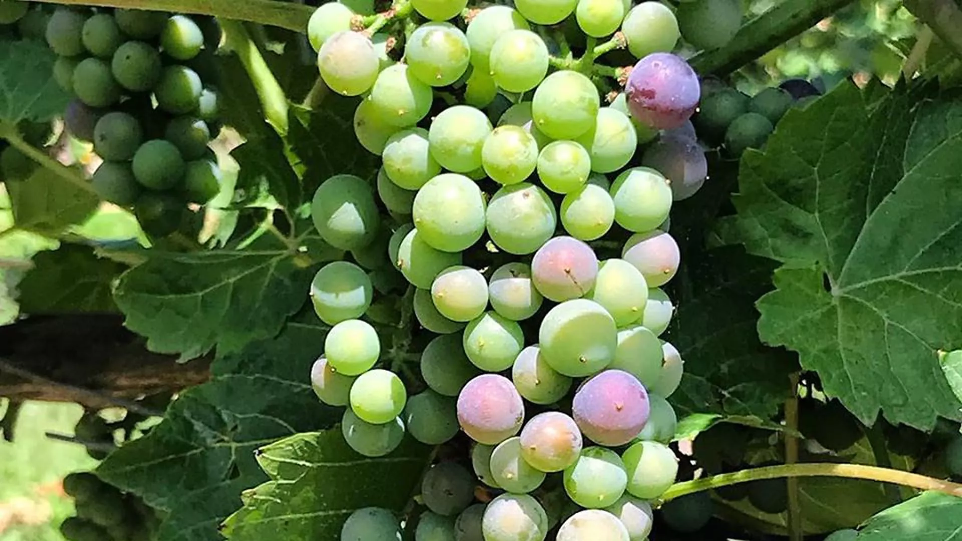 Wildgrape Tours