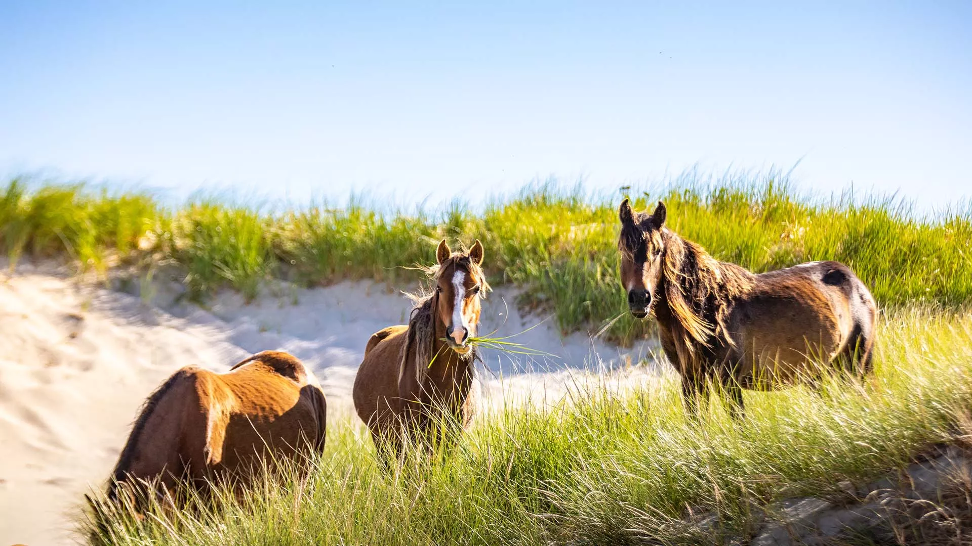 Sable Island National Park Reserve