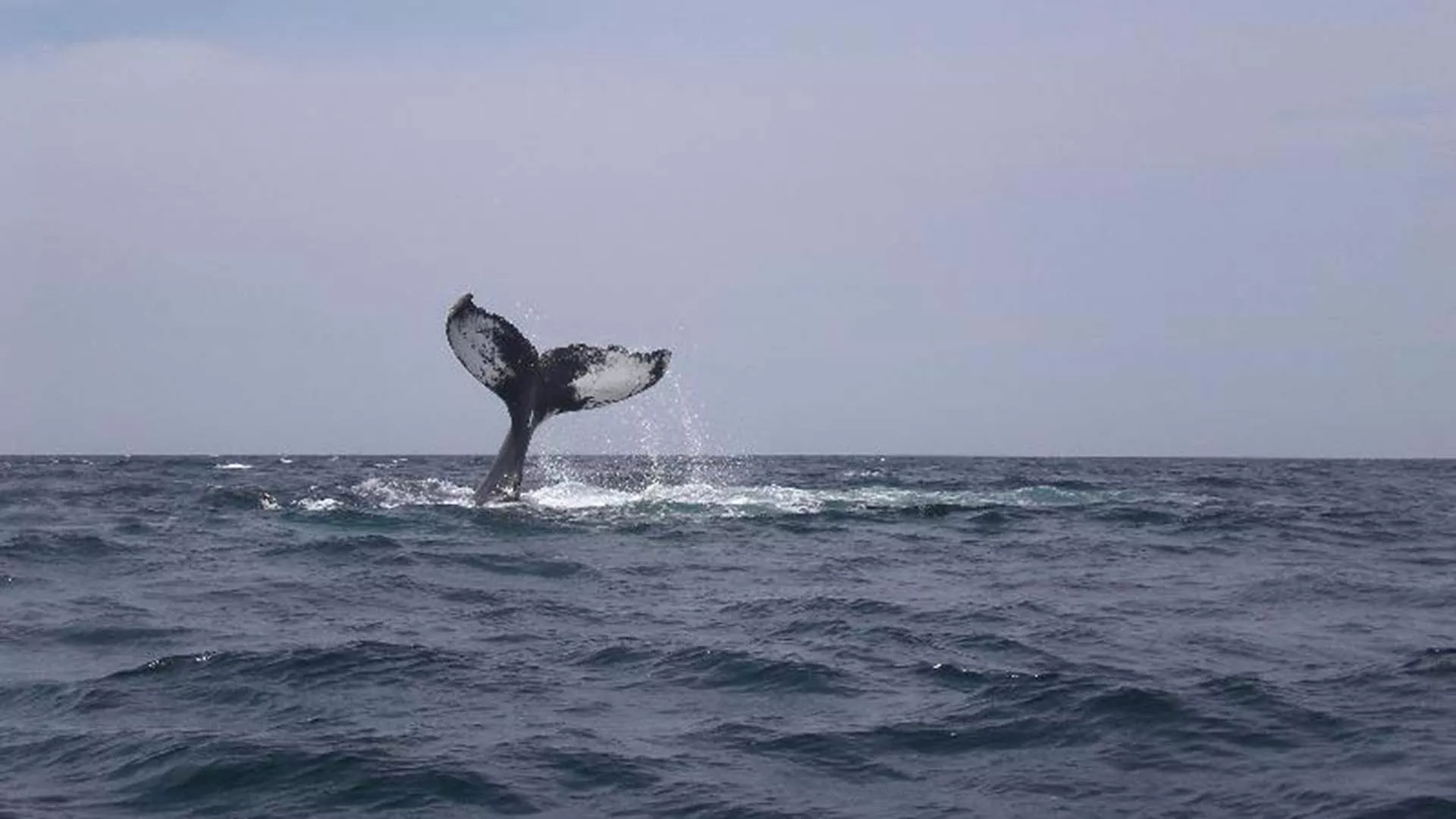 Captain Zodiac Whale Cruise