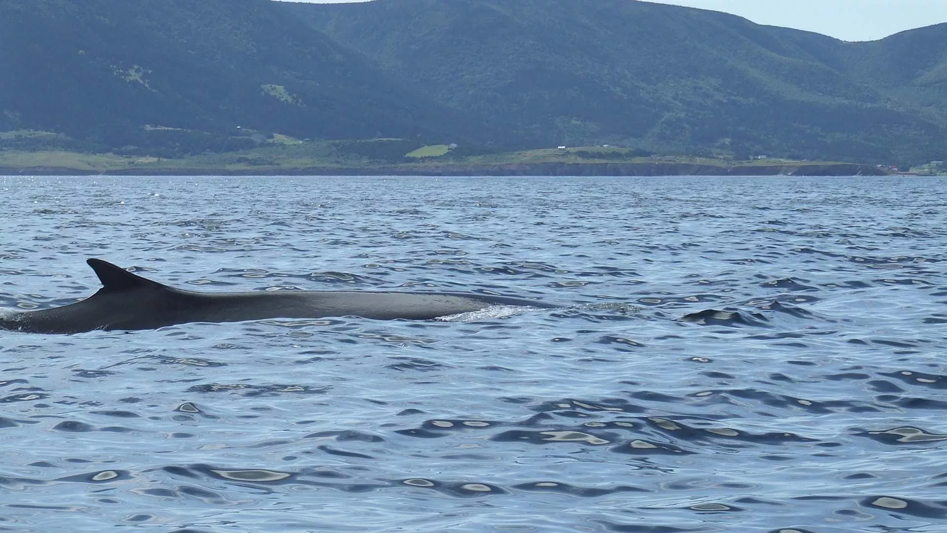 Oshan Whale Watch