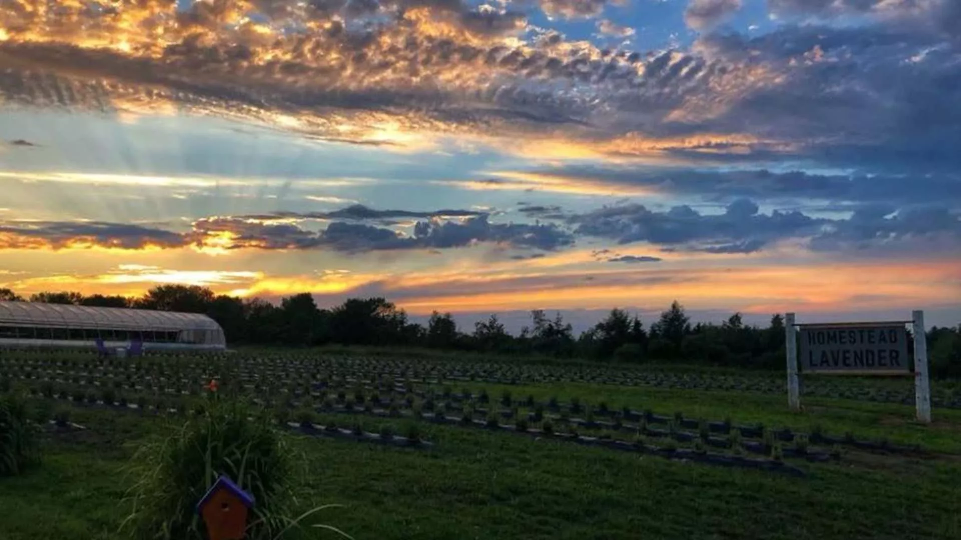 Homestead Lavender