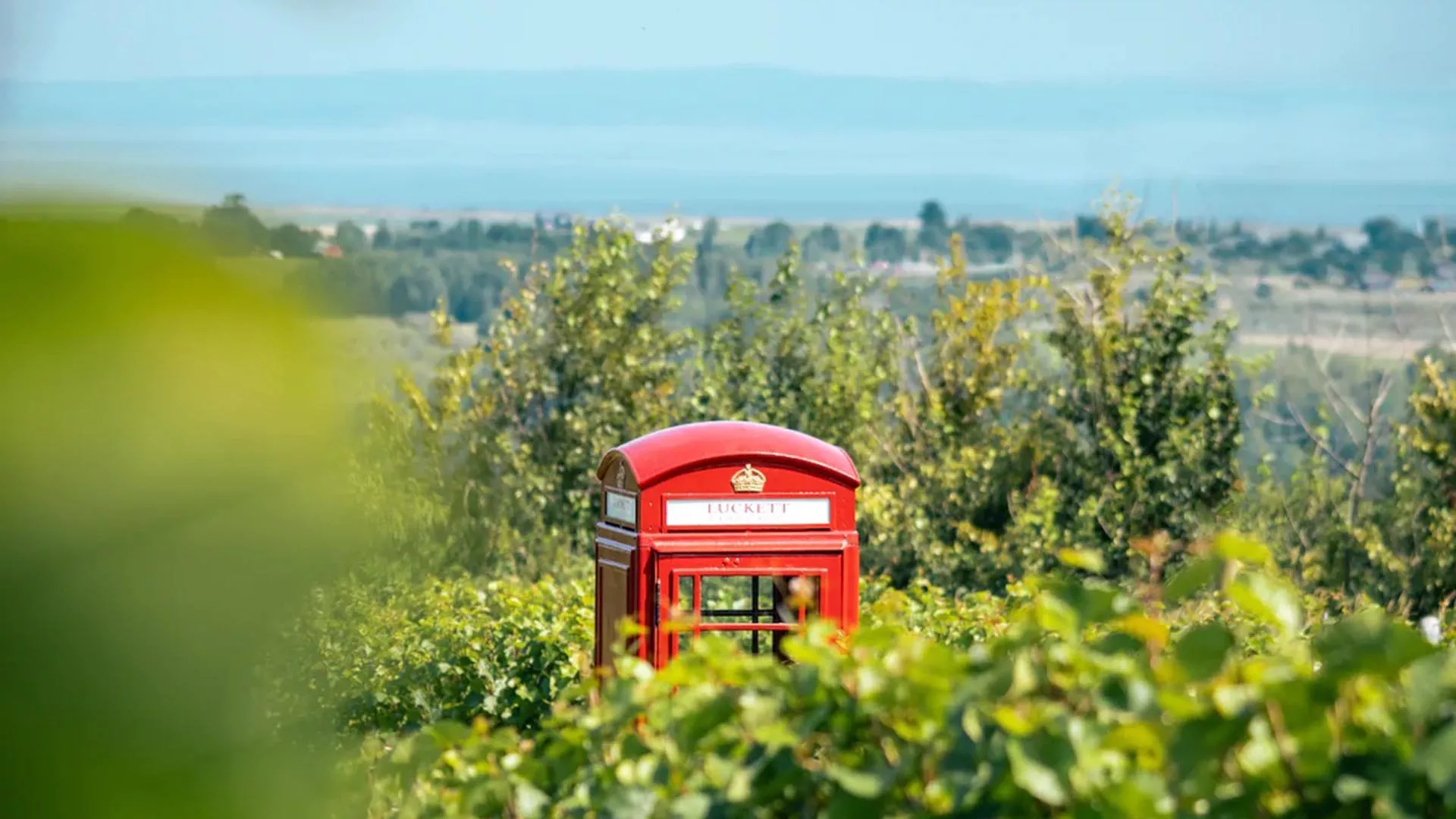 Luckett Vineyards