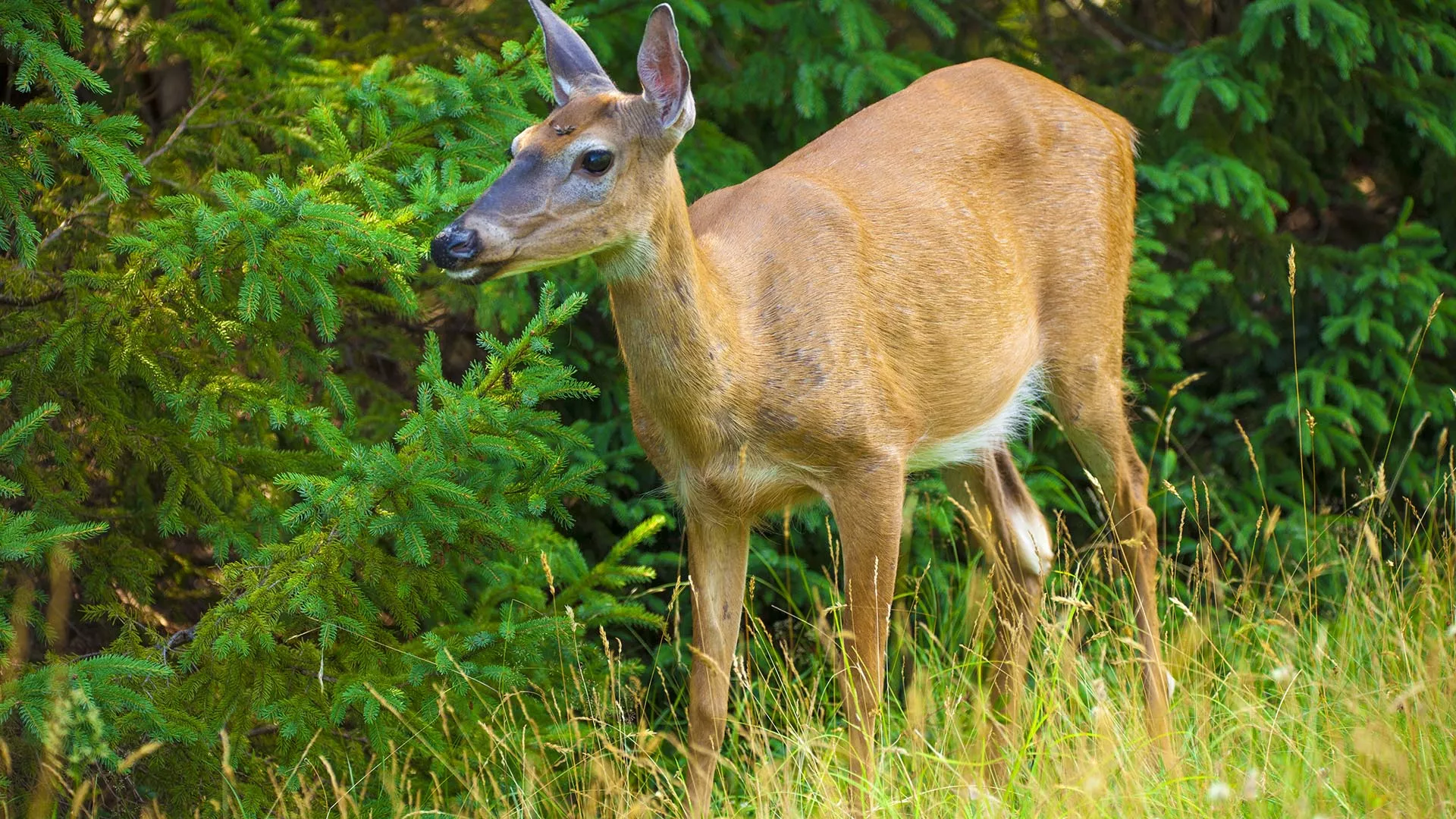 Farmlands Trail – Kejimkujik National Park and National Historic Site