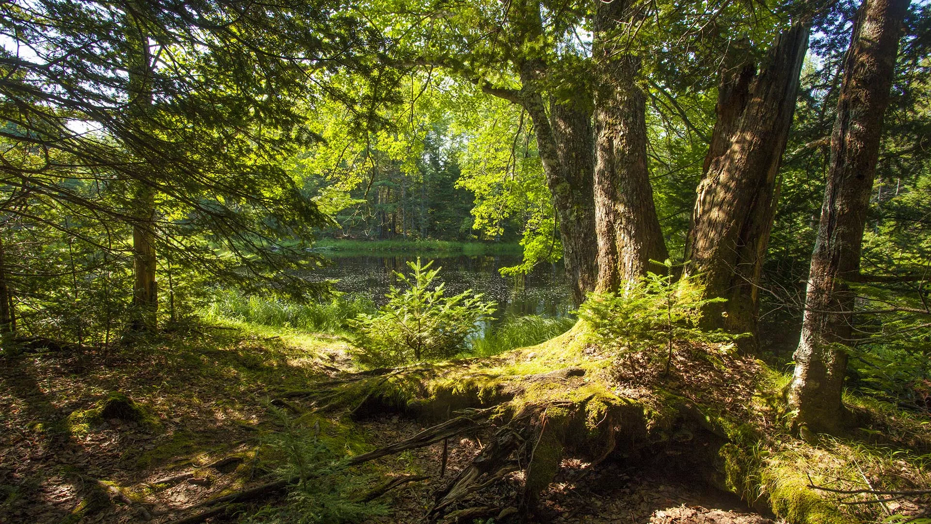 Flowing Waters Trail – Kejimkujik National Park and National Historic Site