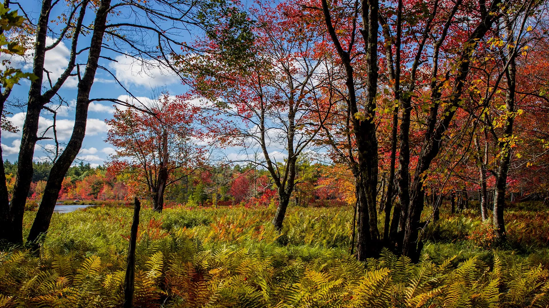 Rogers Brook Trail – Kejimkujik National Park and National Historic Site