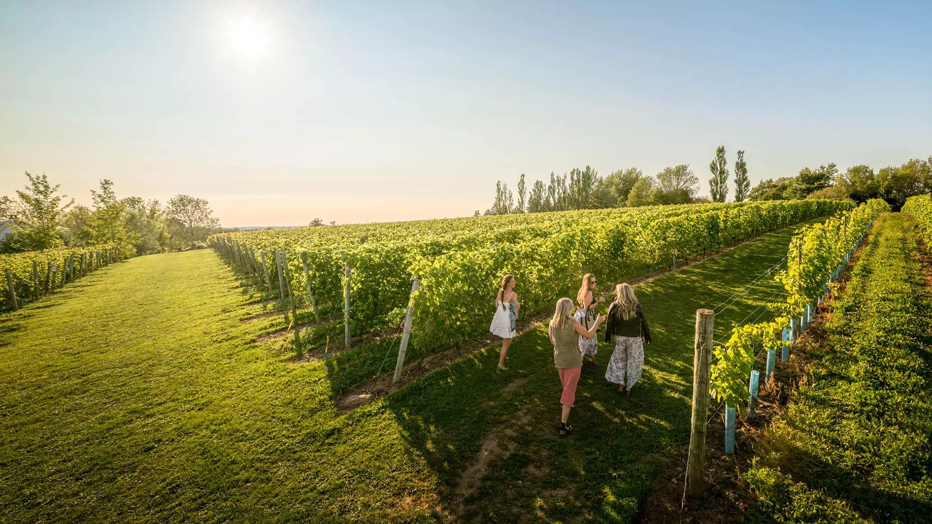 A winery tour pauses in the vineyard at Grand pre Winery on a sunny summer afternoon in Nova Scotia