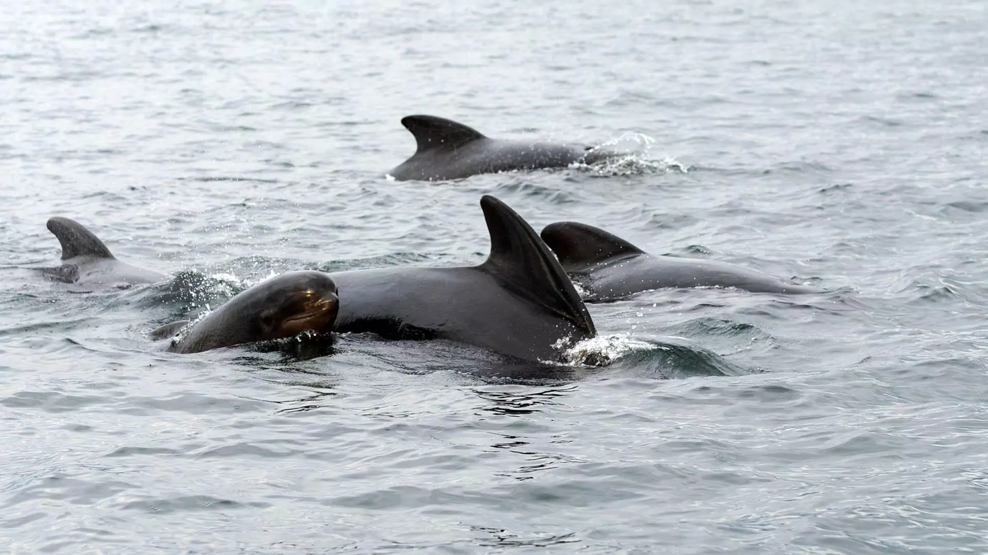 Pilot Whales near Cheticamp