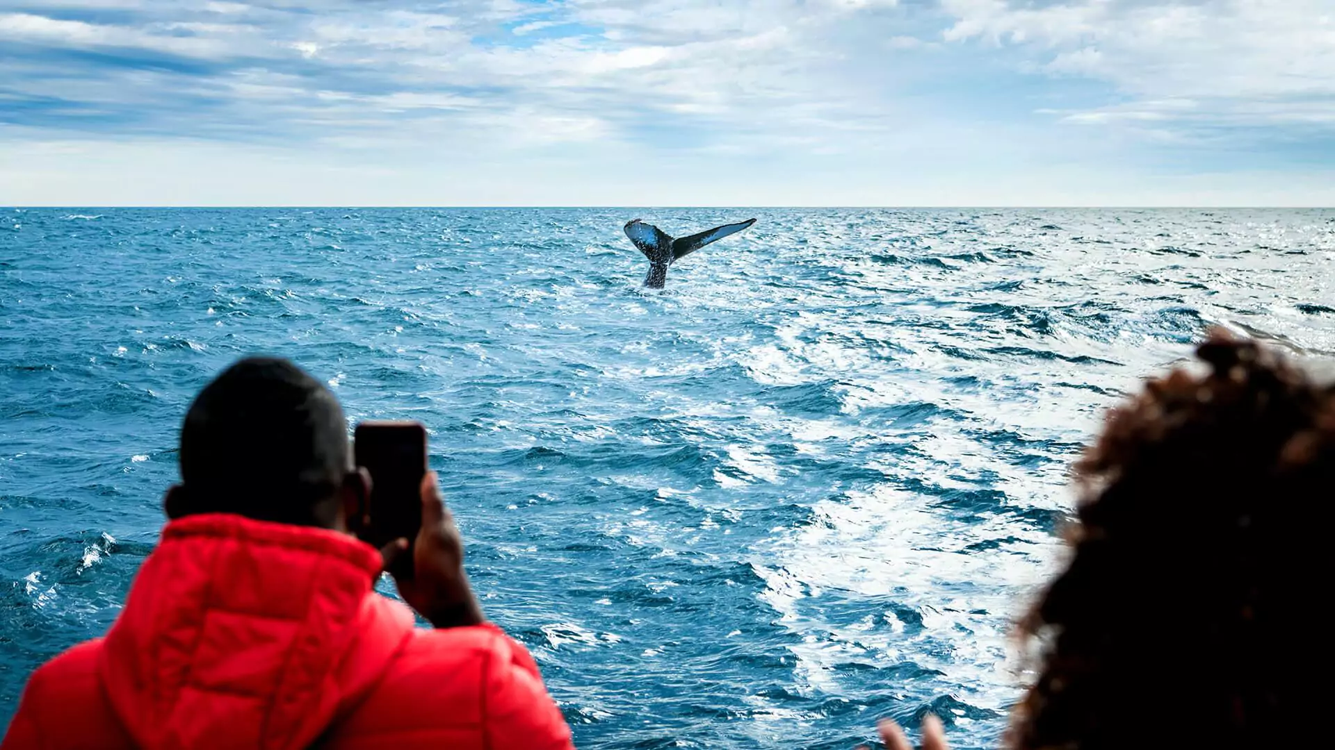 Whale Watching
