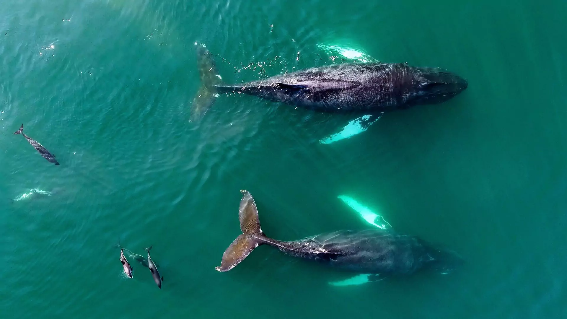 Go Whale Watching