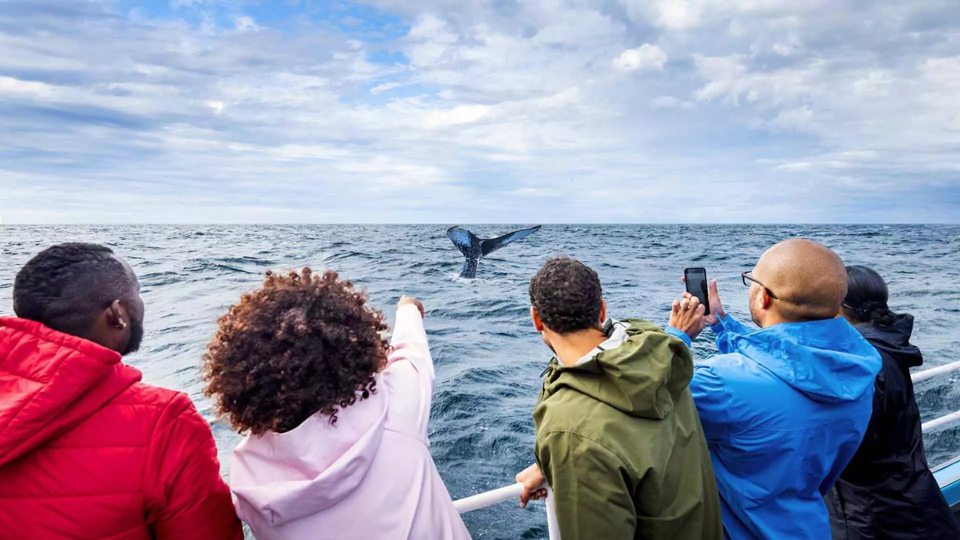 Whale watching in the Bay of Fundy