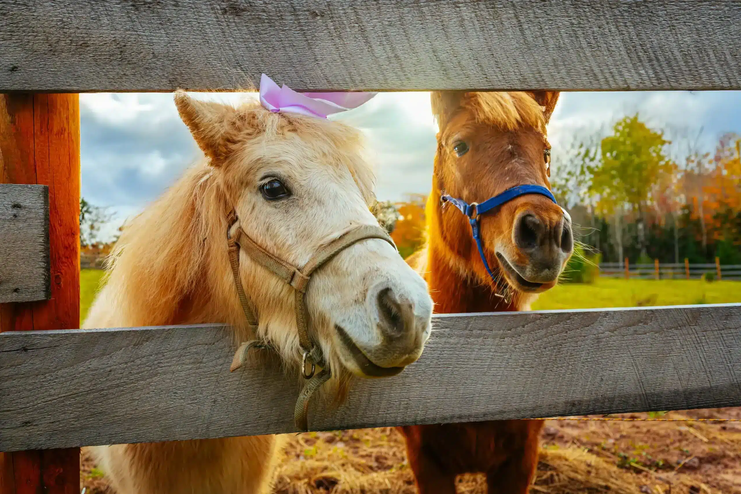 Horses at Wallace River Ranch and Domes
