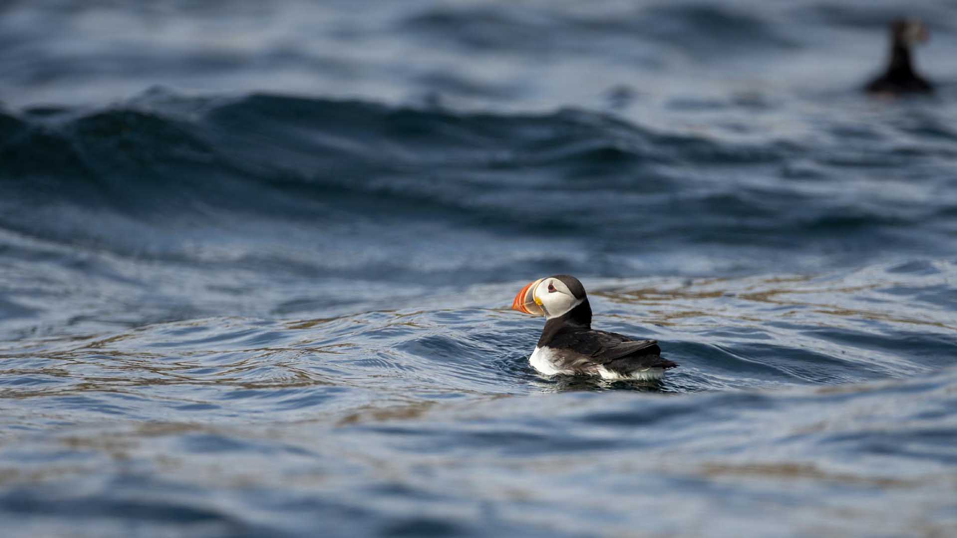 puffin