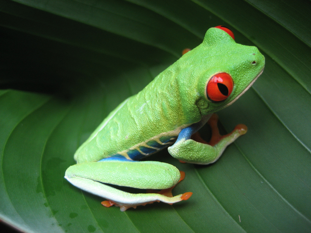 frog